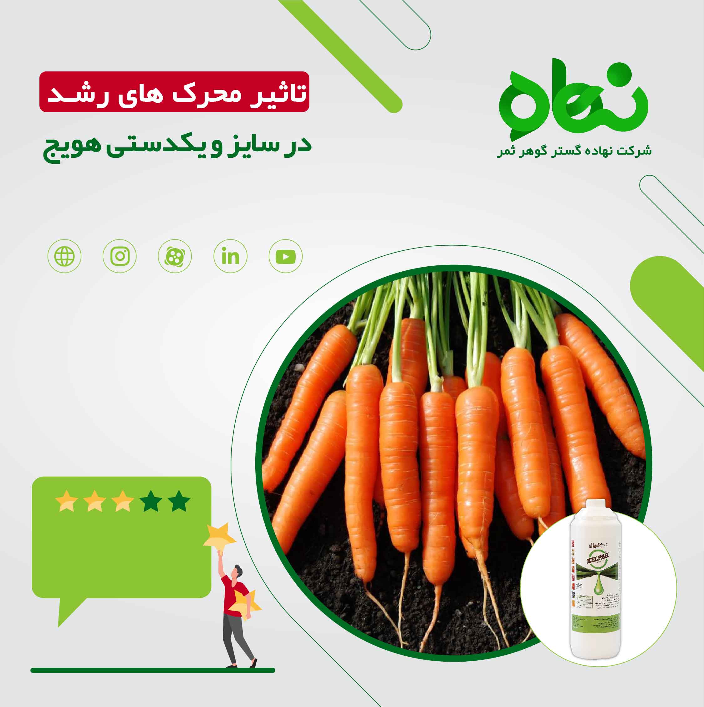 تاثیر محرک های رشد در سایز و یکدستی هویج